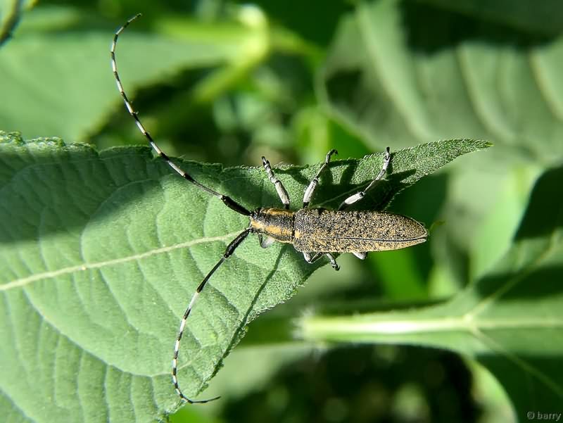 Agapanthia villosoviridescens (De Geer, 1775)